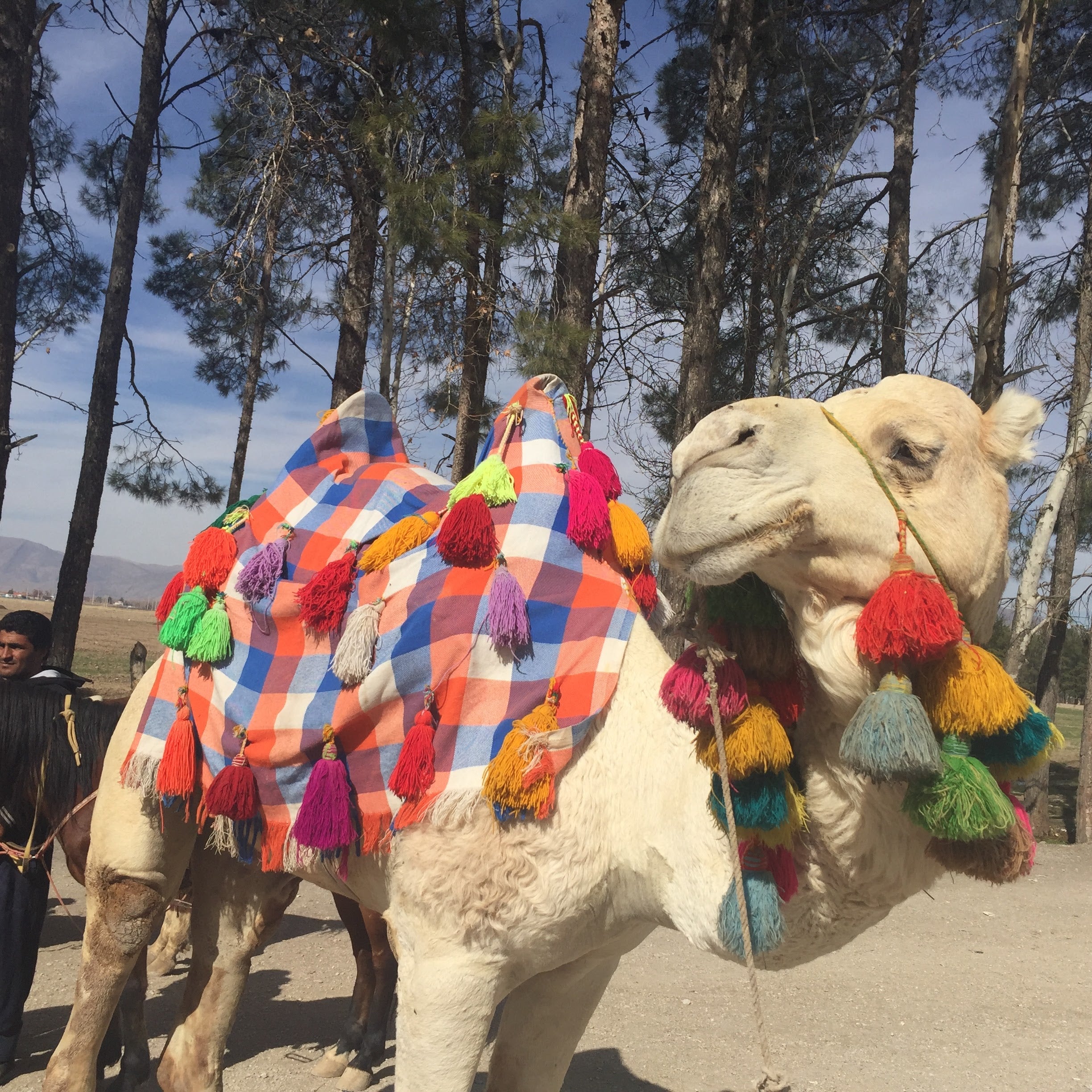 ギャッベ イラン産 玄関マットサイズ 92✕64